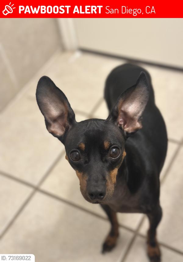 Lost Male Dog last seen Honeysuckle and Division, San Diego, CA 92114