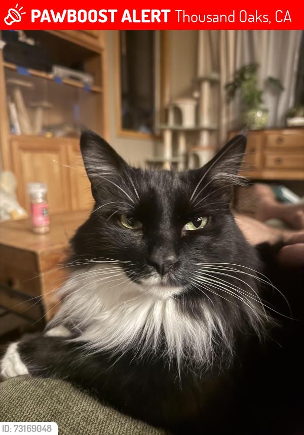 Lost Male Cat last seen Eagles claw ave, Thousand Oaks, CA 91362