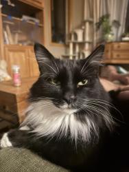 Lost Male Cat last seen Eagles claw ave, Thousand Oaks, CA 91362