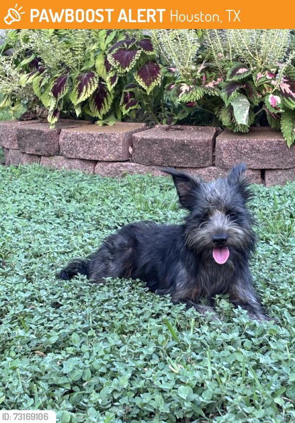 Found/Stray Male Dog last seen Near, Houston, TX 77085