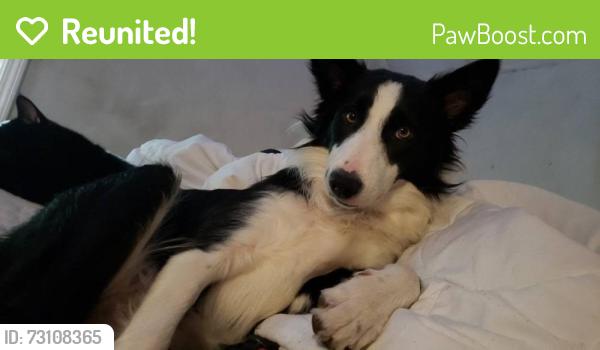 Reunited Female Dog last seen Near loretta st, Louisville, KY 40213