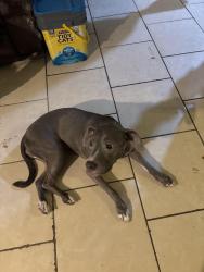 Reunited Female Dog last seen Near n 67th ave the falls apmts, Glendale, AZ 85301