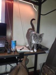 Lost Female Cat last seen Milford St, Saint Paul, MN 55117