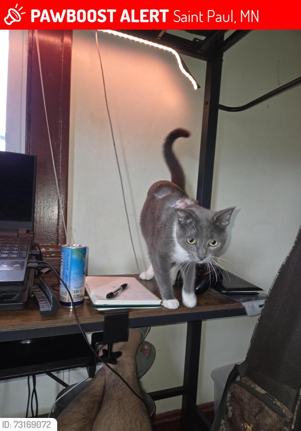 Lost Female Cat last seen Milford St, Saint Paul, MN 55117