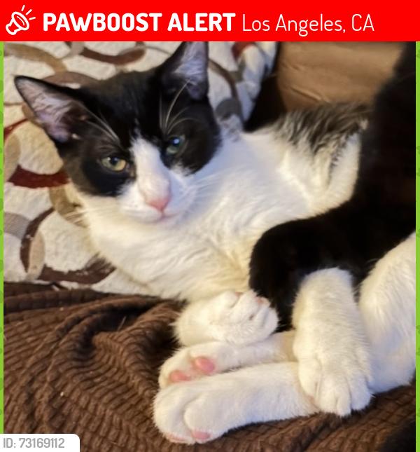 Lost Male Cat last seen Nevin Elementary School, Los Angeles, CA 90011