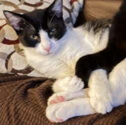 Lost Male Cat last seen Nevin Elementary School, Los Angeles, CA 90011