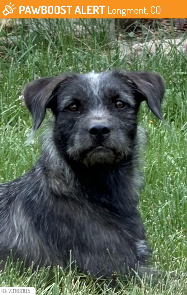 Found/Stray Unknown Dog last seen Danny Brook Court and Oxford Road, Longmont, CO 80503