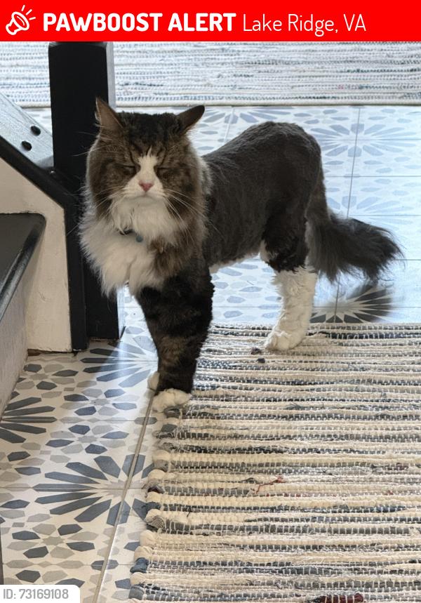 Lost Male Cat last seen Perchance Terrace & Touchstone, Lake Ridge, VA 22192