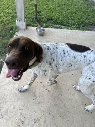 Found/Stray Male Dog last seen Begonia Rock and Spur Ranch, San Antonio, TX 78245