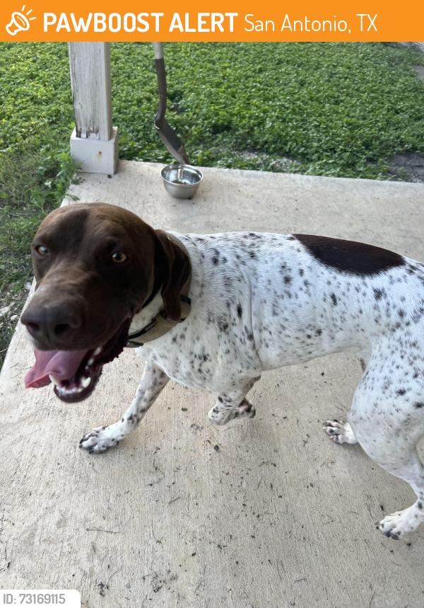 Found/Stray Male Dog last seen Begonia Rock and Spur Ranch, San Antonio, TX 78245