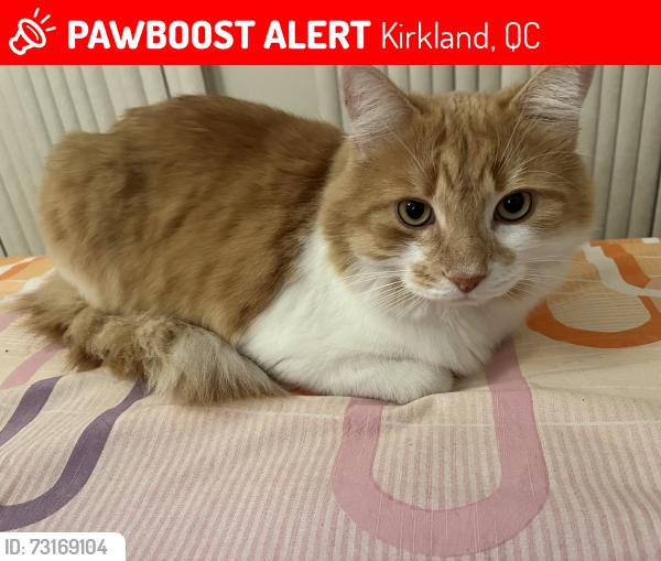 Lost Male Cat last seen Rue Denault, Kirkland quebec, Kirkland, QC 