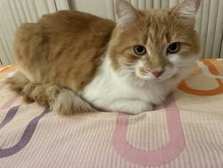 Lost Male Cat last seen Rue Denault, Kirkland quebec, Kirkland, QC 