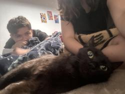 Lost Female Cat last seen telstar loop, Albuquerque, NM 87121