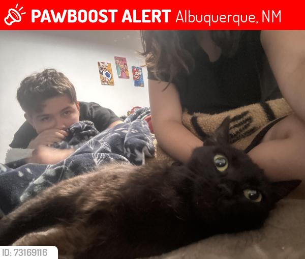 Lost Female Cat last seen telstar loop, Albuquerque, NM 87121