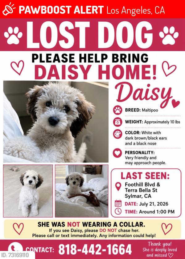 Lost Female Dog last seen Foothill Blvd and Terra Bella St, Los Angeles, CA 91342