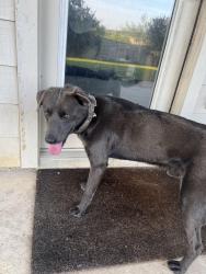 Found/Stray Male Dog last seen Begonia Rock and Spur Ranch, San Antonio, TX 78245