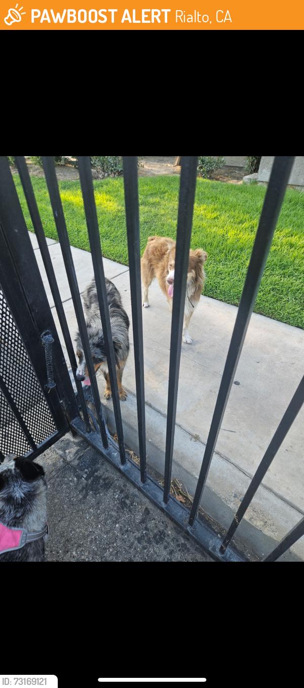 Found/Stray Male Dog last seen Riverside ave, Rialto, CA 92376