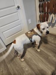 Found/Stray Male Dog last seen Intersection of Curley Road and Greenwood Loop, Wesley Chapel FL., Pasco County, FL 33545