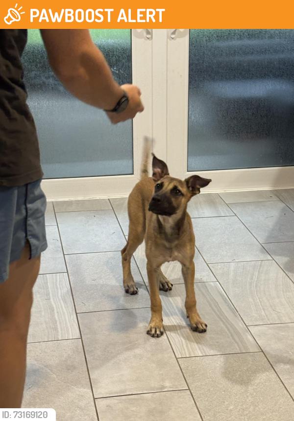 Found/Stray Male Dog last seen State rd 13, Rivertown Development, FL 32259
