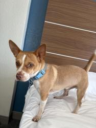 Lost Male Dog last seen Around Kalihi near kam 4 road, Honolulu, HI 96819