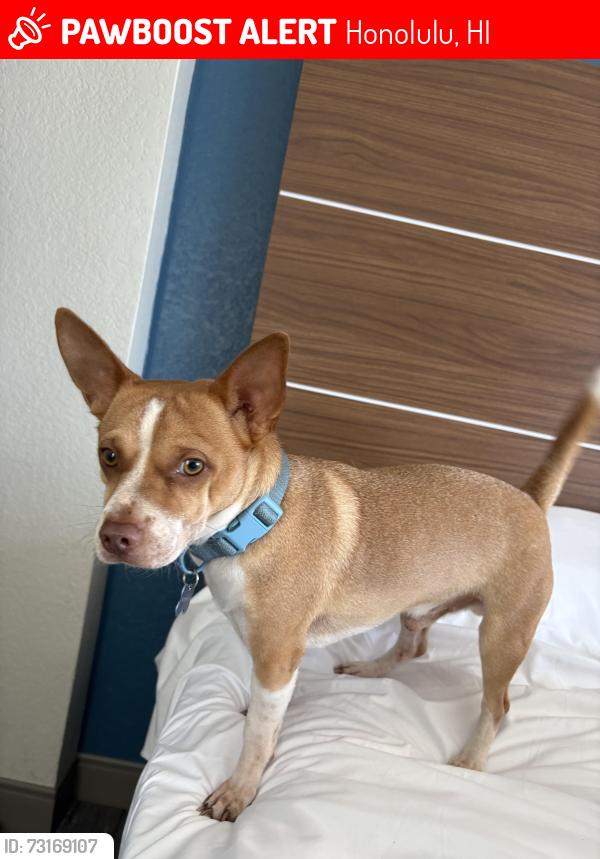 Lost Male Dog last seen Around Kalihi near kam 4 road, Honolulu, HI 96819