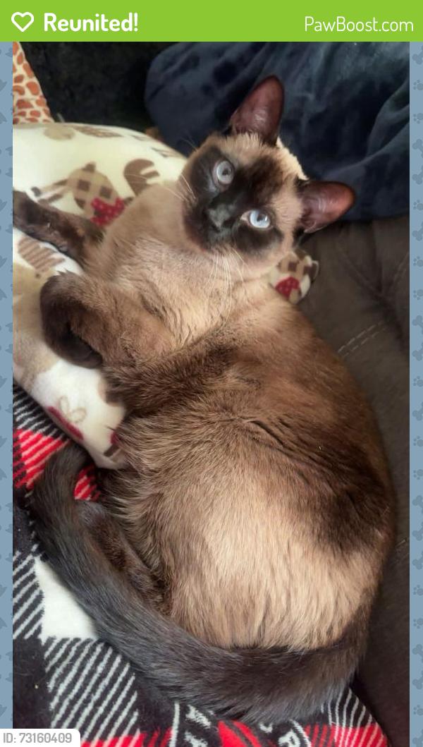 Reunited Male Cat last seen gainsborough limberlost, London, ON N6G 2C7