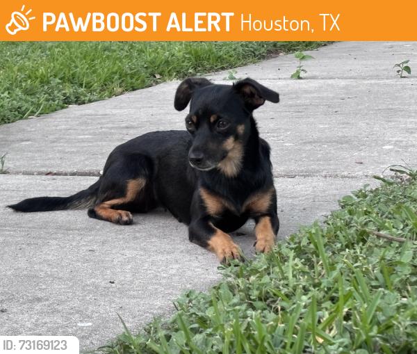 Found/Stray Female Dog last seen Near, Houston, TX 77085
