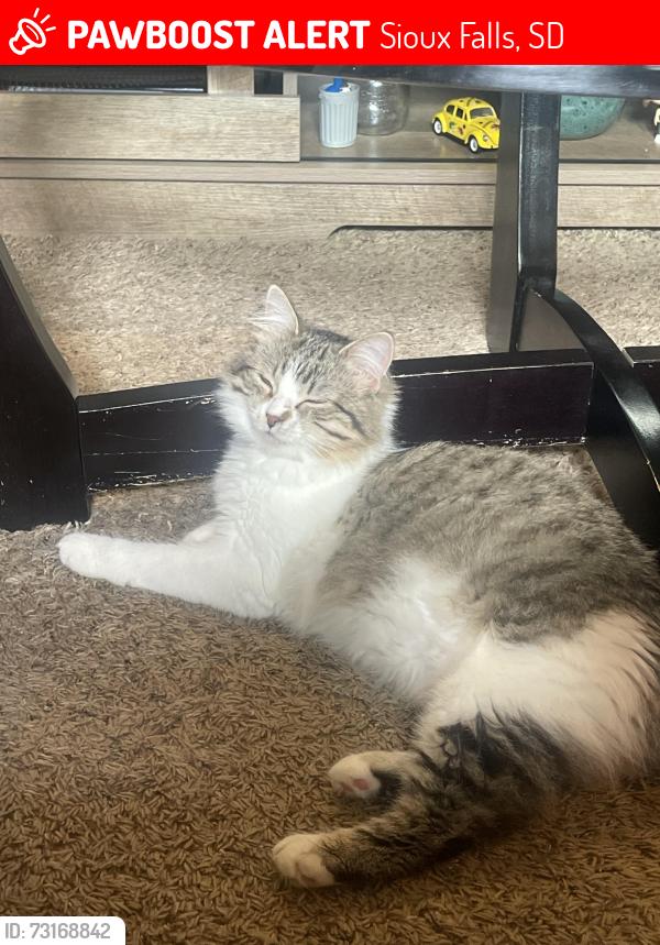 Lost Female Cat last seen Garfield elementary school, Sioux Falls, SD 57104