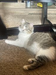 Lost Female Cat last seen Garfield elementary school, Sioux Falls, SD 57104