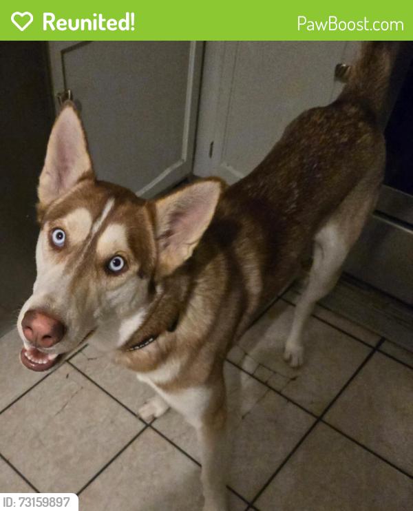 Reunited Male Dog last seen By chase bank and Olympia lanes, Hammond, IN 46324