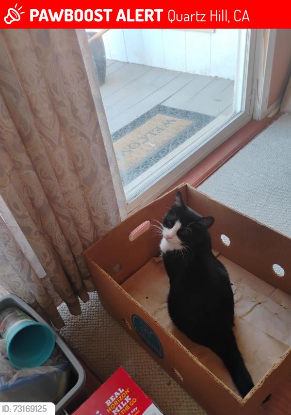 Lost Female Cat last seen Near St West and avenue k-8, Quartz Hill, CA 93536