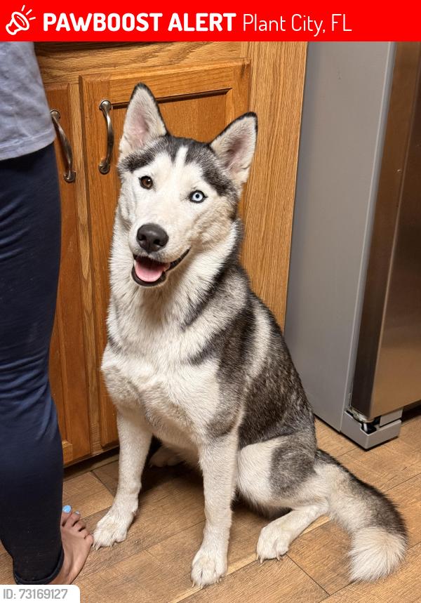 Lost Female Dog last seen Forbes and MLK, Plant City, FL 33566