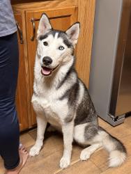 Lost Female Dog last seen Forbes and MLK, Plant City, FL 33566