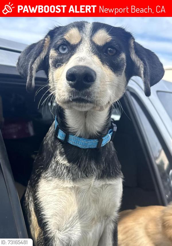 Lost Female Dog last seen West Covina, Newport Beach, CA 92625