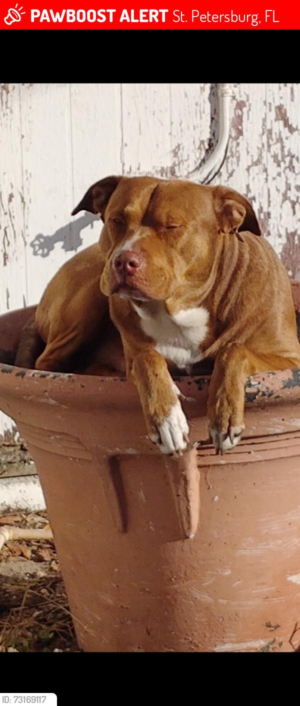 Lost Male Dog last seen 49th Street North 9th ave, St. Petersburg, FL 33710