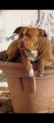 Lost Male Dog last seen 49th Street North 9th ave, St. Petersburg, FL 33710