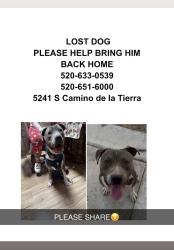 Lost Male Dog last seen Irvington- mission, Tucson, AZ 85746