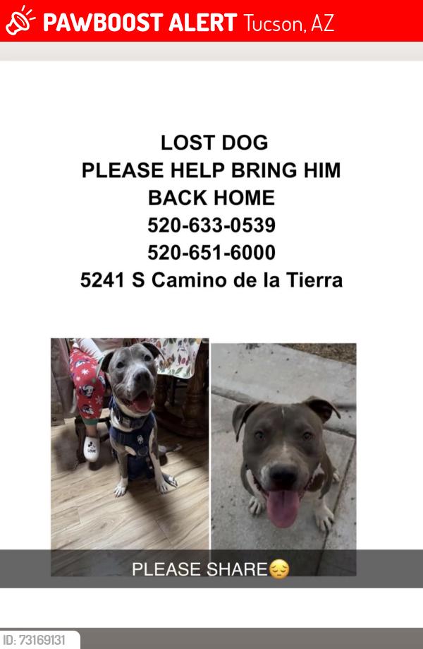 Lost Male Dog last seen Irvington- mission, Tucson, AZ 85746