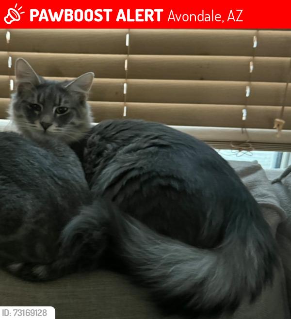 Lost Male Cat last seen Durango Park, Avondale, AZ 85323