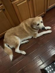 Found/Stray Unknown Dog last seen Steeple Dr, San Antonio, TX 78256