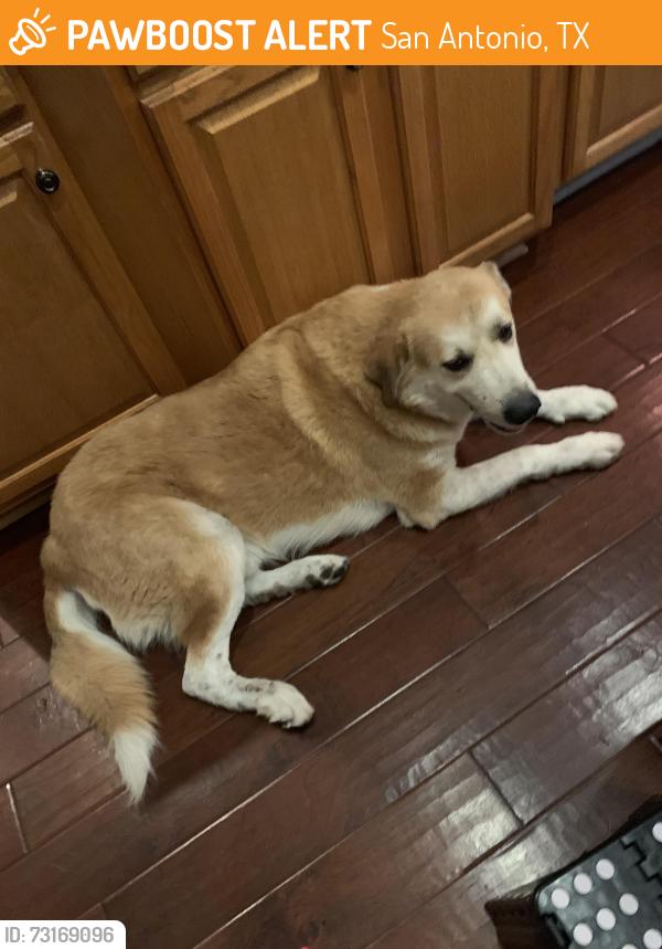 Found/Stray Unknown Dog last seen Steeple Dr, San Antonio, TX 78256