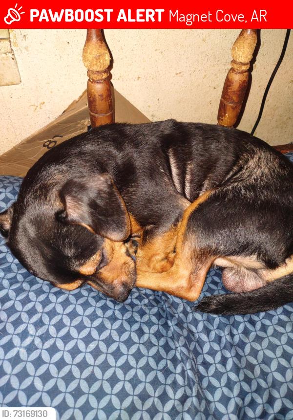 Lost Male Dog last seen Ross cut off, Magnet Cove, AR 72104