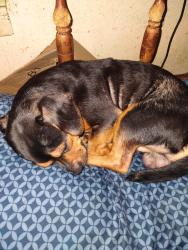Lost Male Dog last seen Ross cut off, Magnet Cove, AR 72104
