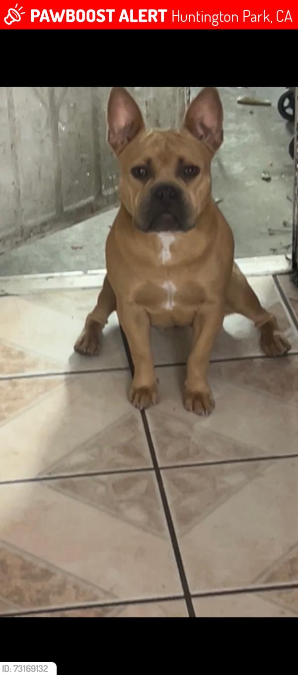 Lost Female Dog last seen Near broadway Huntington park, Huntington Park, CA 90255
