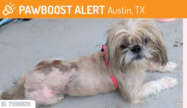 Found/Stray Male Dog last seen Wells Branch Parkway and IH-35, Austin, TX 78728