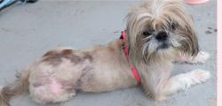 Found/Stray Male Dog last seen Wells Branch Parkway and IH-35, Austin, TX 78728