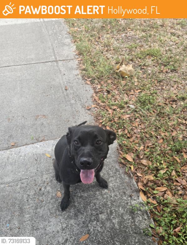 Found/Stray Female Dog last seen 19th Ave and Funston, Hollywood, FL 33020