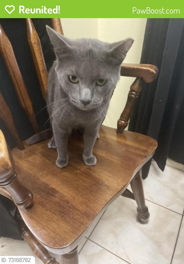 Reunited Male Cat last seen Lake st george, Palm Harbor, FL 34684