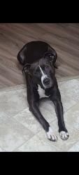Lost Male Dog last seen Pacific highway 99, Tacoma, WA 98422