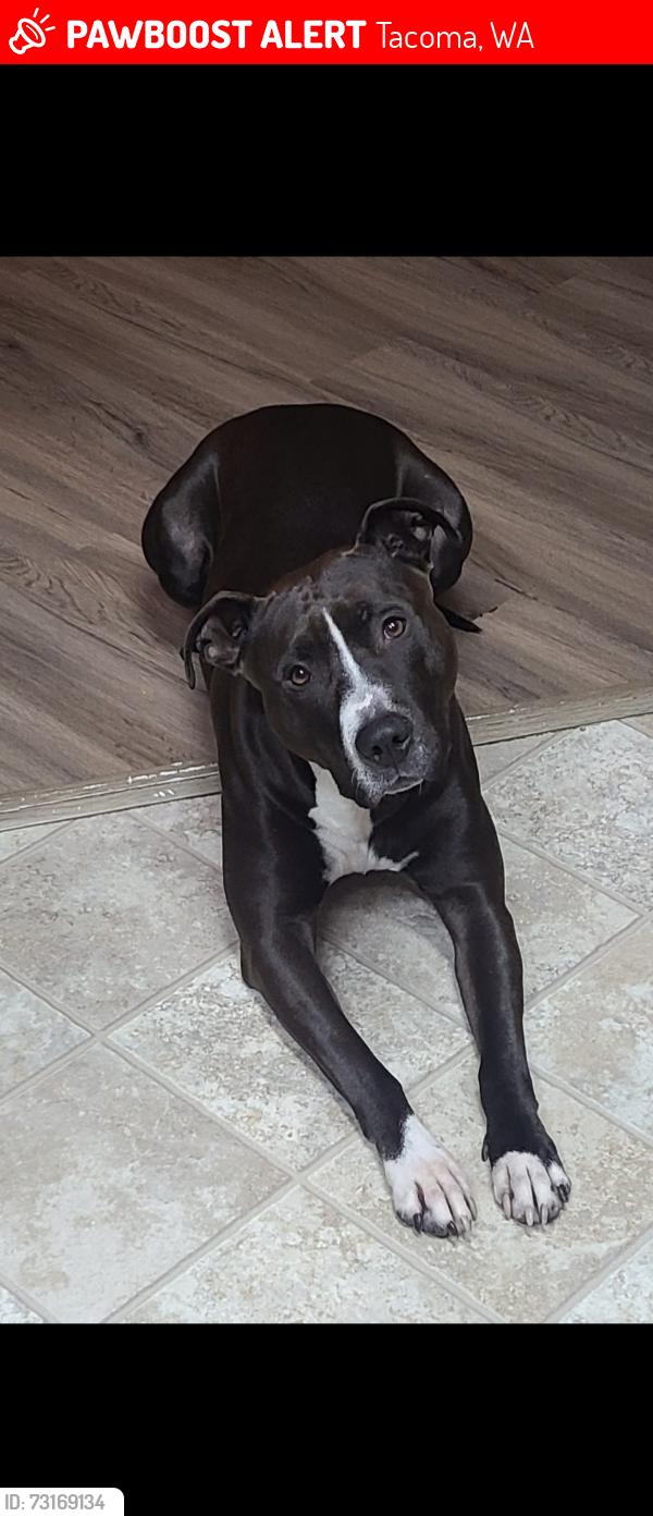 Lost Male Dog last seen Pacific highway 99, Tacoma, WA 98422